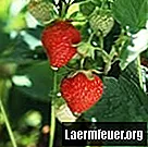 Kurer for rust fra jordbærblad