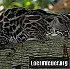Kuriositäten über die Maracajá-Katze