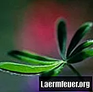 Sfaturi pentru cultivarea Schefflera din butași