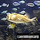 Рыба-фугу в пищевой цепочке