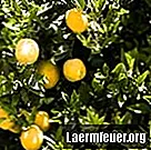 フロリダのオレンジの木のライフサイクル