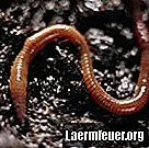 De levenscyclus van een ringworm