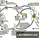 Životní cyklus parazita