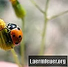 Verschiedene Stadien der Metamorphose eines Marienkäfers