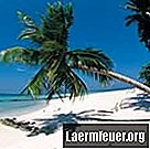 Mis põhjustab palmipuu langemist?