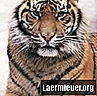 Mit eszik egy szibériai tigris?