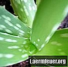 Warum wird Aloe braun?