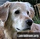 लैब्राडोर और शिकायतकर्ता सहायता कुत्तों के बीच क्रॉस क्यों हैं?