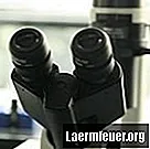 Miks kasutavad bioloogid stereoskoopilisi mikroskoobi?