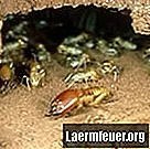 Hvordan ser termitæg ud?
