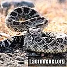 Quali animali tengono lontani i serpenti?