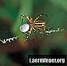 Vilken typ av spindel är brun med en gul strimma i mitten?