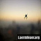 Jaki rodzaj pająka jest neonowozielony?