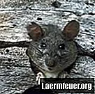 צליל בתדירות גבוהה כדי להיפטר מעכברים