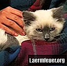 Anpassa spädbarnsblöjor för din katt