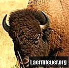 Piel de búfalo o piel de vacuno