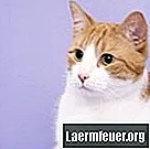 Аденокарцинома підшлункової залози у кішок