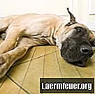 Собаки: як розпізнати і лікувати парафімоз
