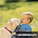 Собаки: причины, по которым облизывают человеческие уши