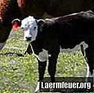 牛が出産する日を計算する方法