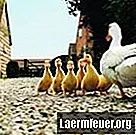 Како излећи јаја патке