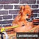 Comment élever un mâle Pomeranian Lulu