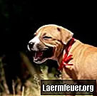 소변에서 노란색 또는 녹색 분비물이있는 강아지를 돌보는 방법