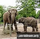 Hur man skiljer manliga och kvinnliga elefanter