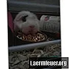 Cara Membuat Mainan untuk Babi Guinea