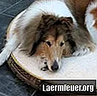 Hærder våd dermatitis hos hunde med gentianviolet