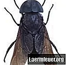 Життєвий цикл кінської мухи