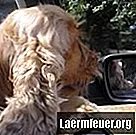개는 왜 차에 침을 흘리나요?