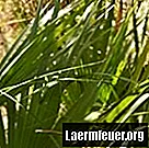 Krustu amatniecība ar palmu lapu