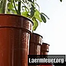 Cykl rozwojowy pomidora