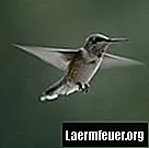 Hur man gör kolibrier med sodavattenflaskor