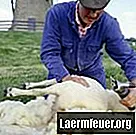 Kako izoštriti električnu mašinu za rezanje ovaca