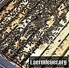 ミツバチにビール酵母を与える方法
