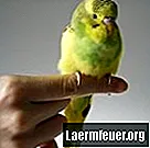 Kako hraniti in skrbeti za mladiče parakeet