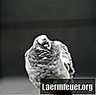 Kako hraniti bebe golubove