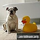 Hur man badar hundar med bakpulver