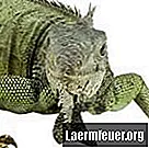 Wie man entkommene grüne Leguane fängt