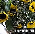 So konservieren Sie Sonnenblumen