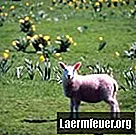 Kā izveidot aitu patversmi