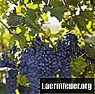 Kako izgraditi pergolu za vinove loze