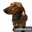 एक लघु dachshund के नाखून कैसे काटें