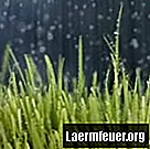 Come tagliare l'erba sotto la pioggia
