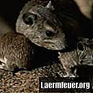 Wie man Rattenküken ohne Mutter aufzieht