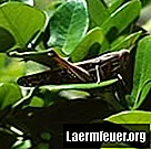 Cara membesarkan belalang