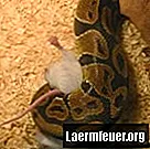 Comment élever des rats et des souris pour nourrir les reptiles