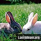 孤児のウサギの世話をする方法